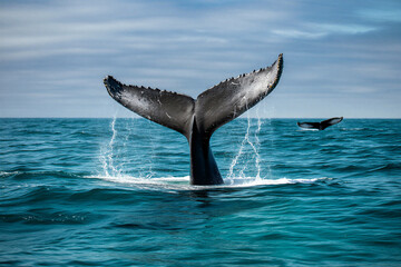 Naklejka premium Humpback whale tail emerging from the ocean waves during a dive