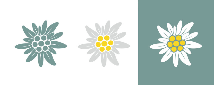 Edelweiss flower icons set, stylized alpine floral illustrations