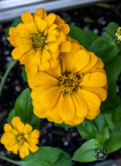 Fototapeta premium Yellow-orange zinneas in backyard planter