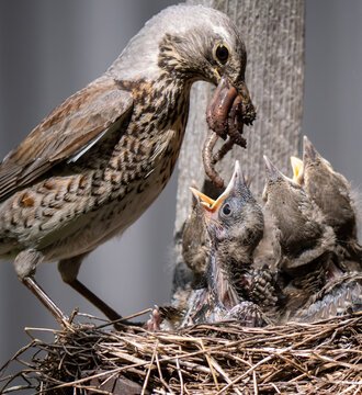 Fieldfare (Turdus pilaris) nest