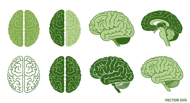 Human Brain Anatomy Set - Top, Side, Sagittal Views - Green Vector Illustrations
