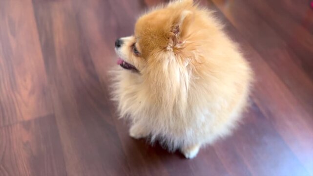 Fluffy pomeranian puppy looking up indoors