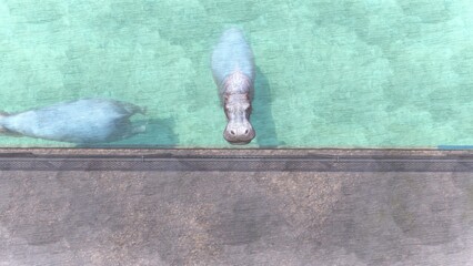 動物園のカバ 水中を泳いだりのんびり過ごすカバ　3DCGイラスト