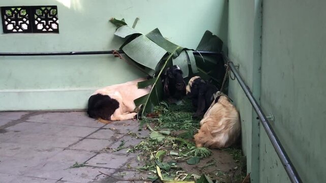 Goats resting under banana leaves in a corner of a building, with scattered greenery on the floor.