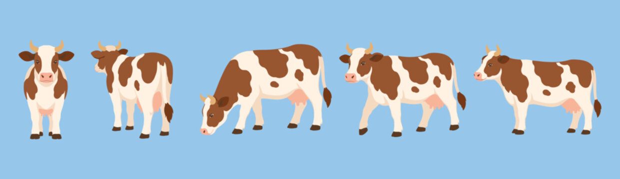 Brown and White Cow Vector Character Set in Multiple Poses and Angles
