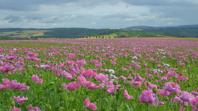 Schlafmohn (Papaver somniferum), Sommer, Germerode, Hoher Mei&szlig;ner, Werra-Mei&szlig;ner-Kreis, Hessen, Deutschland
