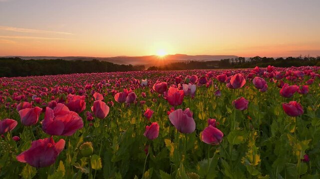 Schlafmohn (Papaver somniferum), bei  Sonnenaufgang, Sommer, Germerode, Geo Naturpark Frau-Holle-Land, Hoher Meissner, Hessen, Deutschland