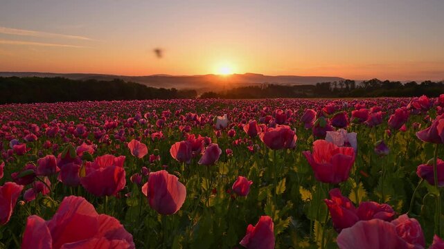 Schlafmohn (Papaver somniferum), bei  Sonnenaufgang, Sommer, Germerode, Geo Naturpark Frau-Holle-Land, Hoher Meissner, Hessen, Deutschland