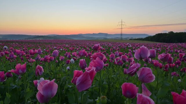 Schlafmohn (Papaver somniferum), bei  Sonnenaufgang, Sommer, Germerode, Geo Naturpark Frau-Holle-Land, Hoher Meissner, Hessen, Deutschland
