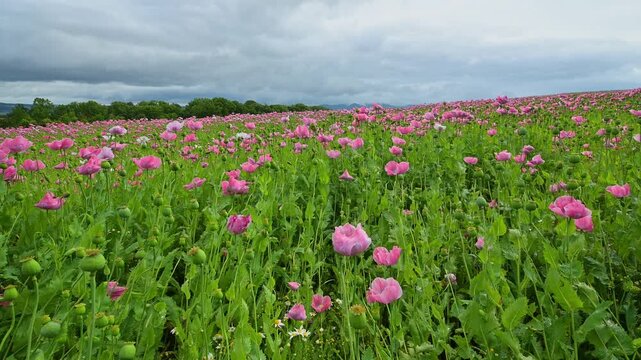 Schlafmohn (Papaver somniferum), Sommer, Germerode, Hoher Mei&szlig;ner, Werra-Mei&szlig;ner-Kreis, Hessen, Deutschland