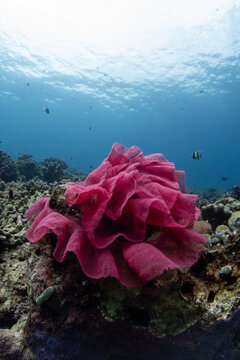 Vibrant Red Nudibranch Egg Mass on Tropical Coral Reef (Amed, Bali)