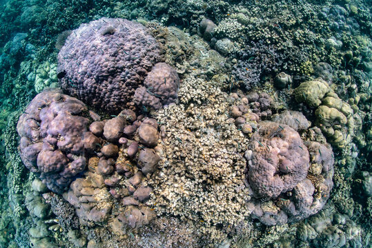 Large Massive Hard Coral Formation on Reef Slope (Amed, Bali)