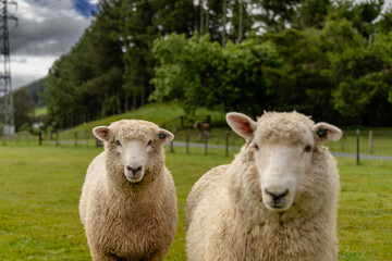 Obraz premium Curious Sheep Pair Grazing Green Countryside Pasture