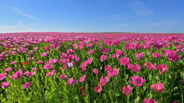 Schlafmohn (Papaver somniferum), Sommer, Germerode, Hoher Mei&szlig;ner, Werra-Mei&szlig;ner-Kreis, Hessen, Deutschland