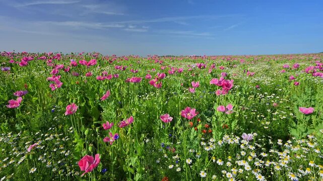 Schlafmohn (Papaver somniferum), Sommer, Germerode, Hoher Mei&szlig;ner, Werra-Mei&szlig;ner-Kreis, Hessen, Deutschland