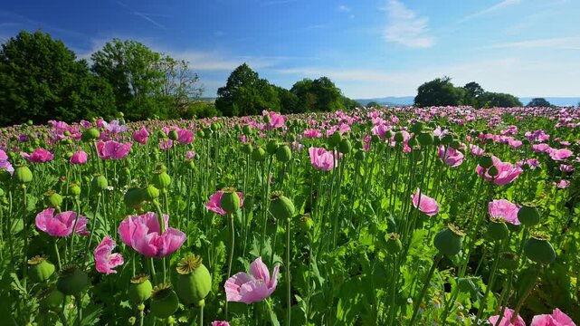 Schlafmohn (Papaver somniferum), Sommer, Germerode, Hoher Mei&szlig;ner, Werra-Mei&szlig;ner-Kreis, Hessen, Deutschland