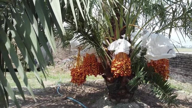 Delicious fresh dates(Phoenix dactylifera) growing on a palm tree. Fresh date palms that have an important place in advanced desert agriculture. Raw Date Palm fruits growing on a tree.