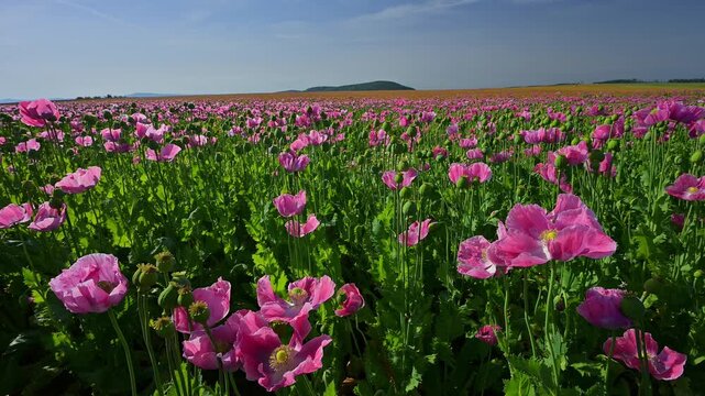 Schlafmohn (Papaver somniferum), Sommer, Germerode, Hoher Mei&szlig;ner, Werra-Mei&szlig;ner-Kreis, Hessen, Deutschland