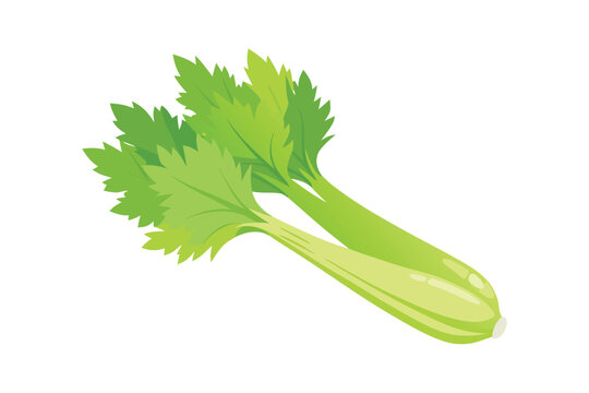 Fresh green celery stalk with leaves vector illustration isolated on white background.