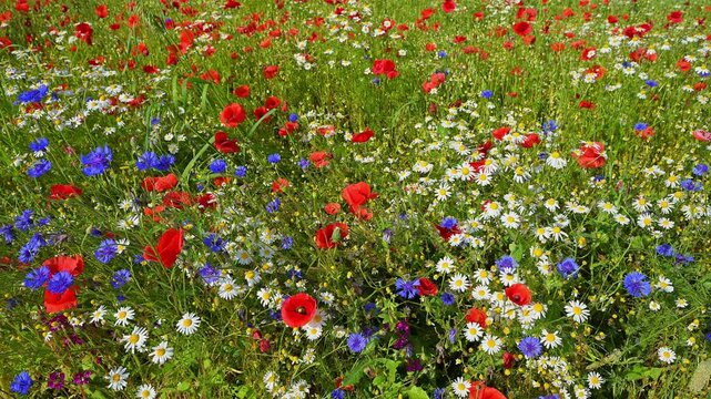 Sommerwiese mit Klatschmohn, Sommer,  Germerode, Geo Naturpark Frau-Holle-Land, Hoher Meissner, Hessen, Deutschland