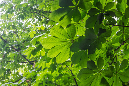Horse chestnut tree new leaves spring foliage