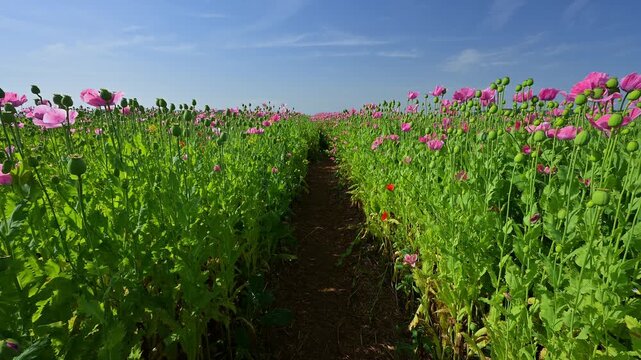 Schlafmohn (Papaver somniferum), Pfad durch ein leuchtendes Mohnfeld bei strahlendem Sonnenschein, Sommer, Germerode, Geo Naturpark Frau-Holle-Land, Hoher Meissner, Hessen, Deutschland