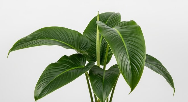 Arching Lance-Shaped Philodendron Leaves on White Background