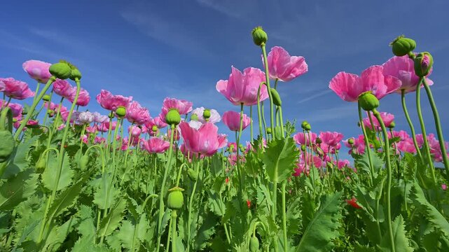 Schlafmohn (Papaver somniferum), Sommer, Germerode, Hoher Mei&szlig;ner, Werra-Mei&szlig;ner-Kreis, Hessen, Deutschland