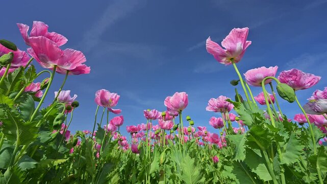 Schlafmohn (Papaver somniferum), Sommer, Germerode, Hoher Mei&szlig;ner, Werra-Mei&szlig;ner-Kreis, Hessen, Deutschland