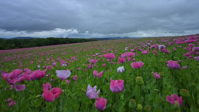 Schlafmohn (Papaver somniferum), Sommer, Germerode, Hoher Mei&szlig;ner, Werra-Mei&szlig;ner-Kreis, Hessen, Deutschland