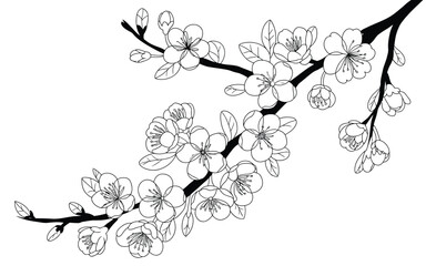 Fototapeta premium Beautiful cherry blossom branch vector illustration with hand drawn line art style blooming sakura flowers and detailed botanical elements.