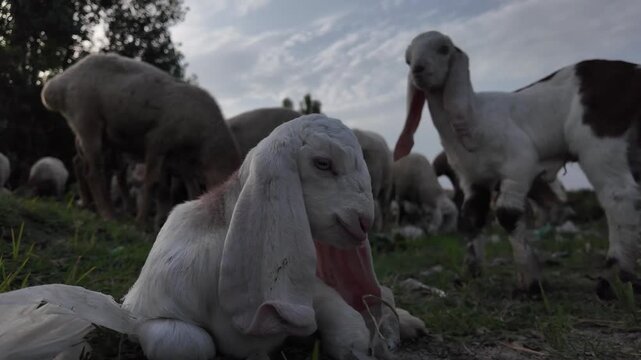 Goats with distinctive floppy ears, common in South Asian livestock markets.