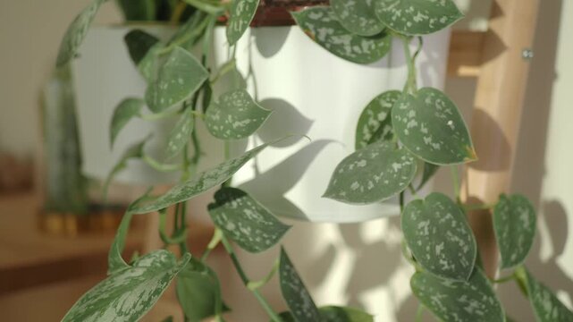 Indoor plant care with pothos in bright light