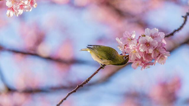 Japanese white-eye feeding on Kawazu cherry blossoms in spring, Japan