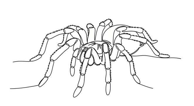 Tarantula Spider, Line Art Illustration, Minimalist Arachnid Drawing
