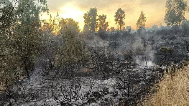 Desastre ecol&oacute;gico causado por incendio forestal