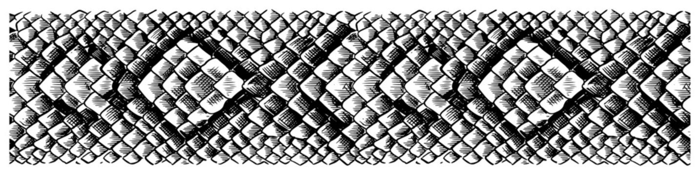 Reptile scales or snake skin texture in detailed engraving style