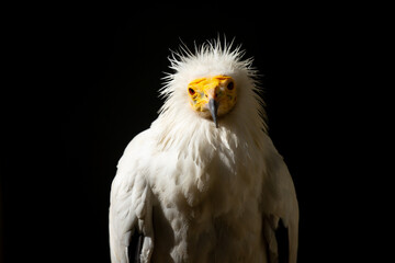 Fototapeta premium A close-up of a vulture against a black background. A large predator perched on a branch in the wild. African birds.