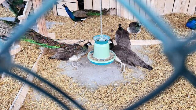 Peacocks and peahens gather around hanging feeder inside farm enclosure, feeding on straw covered ground and showcasing vibrant plumage, social behavior, and habitat care