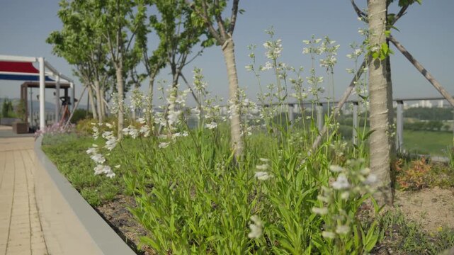 White Penstemon Flowers Swaying in the Wind on Geumgang Pedestrian Bridge, Sejong City, South Korea