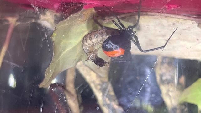Latrodectus Hasselti Redback Spider Consuming Prey In Captive Terrarium Setup, Macro Shot