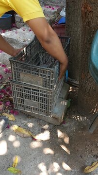 Young Man Organizing Stackable Plastic Crates Near Mango Tree Trunk