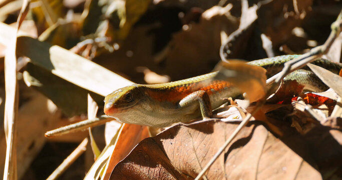 Common Sun Skink Eutropis multifasciata resting on brown dry leaves in a tropical forest during daytime. Close-up macro shot showing scales and orange stripe in natural sunlight.