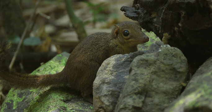 Northern treeshrew Tupaia belangeri sitting on mossy rocks and forest floor in a tropical jungle during the day. Close-up shot showing brown fur texture and large eyes.