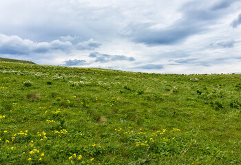 Alpine meadows with flowers and green vegetation in summer, walks to the sources of the mountain river © NAIL BATTALOV