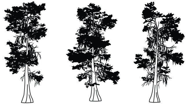 Cypress forest tree silhouette collection with diverse shapes on transparent background for natural scenery.