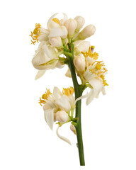 Fototapeta premium Fresh lime blossom and citrus flower branch with buds and green leaves isolated on transparent background with clipping path.