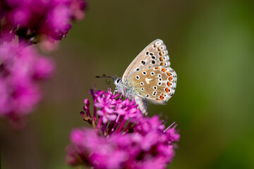 Le repas d'un papillon Azuré  © Pascal