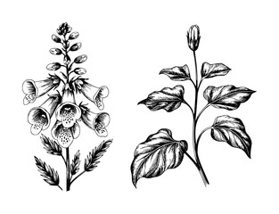 Vintage botanical of foxglove flowers and leaves in black and white digitalis © Rifat