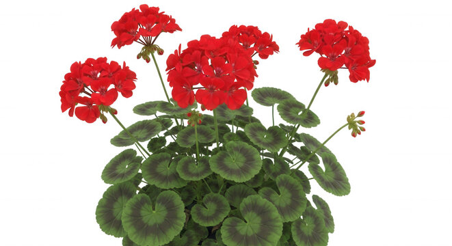 Vibrant red geranium flowers with rounded green leaves featuring dark circular patterns, isolated on a solid black background
